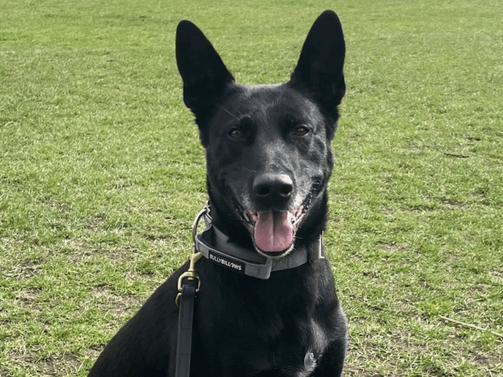 Retired police dog Chaos looks at the camera