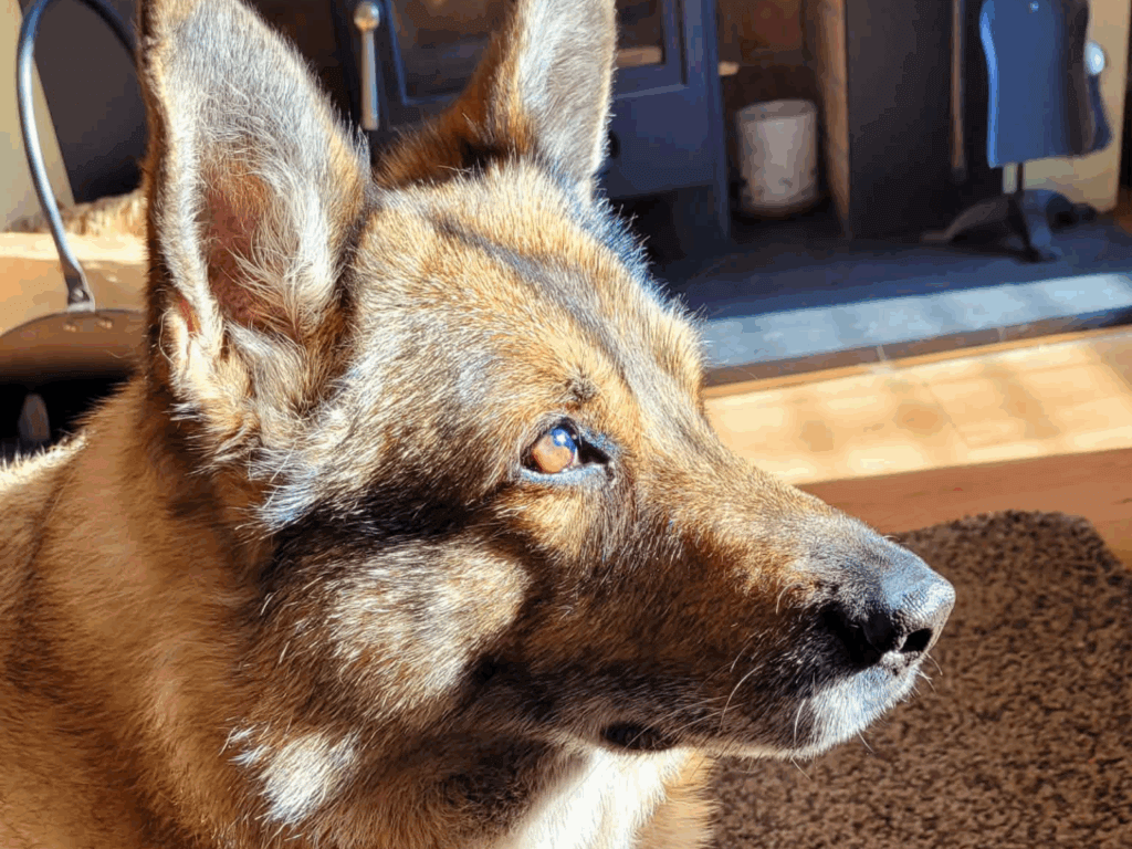 A headshot of retired police dog Mina in the sunshine