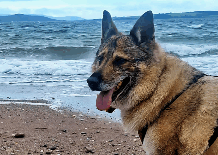 Retired police dog Mina at the beach