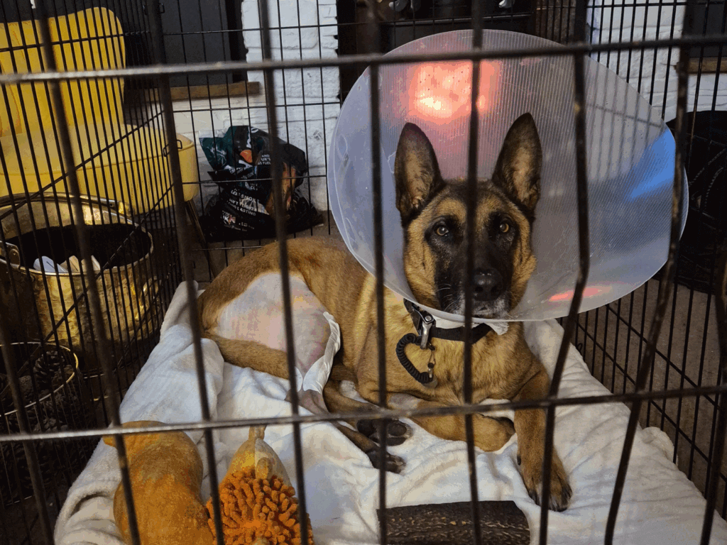 Retired police dog Max recovering after surgery