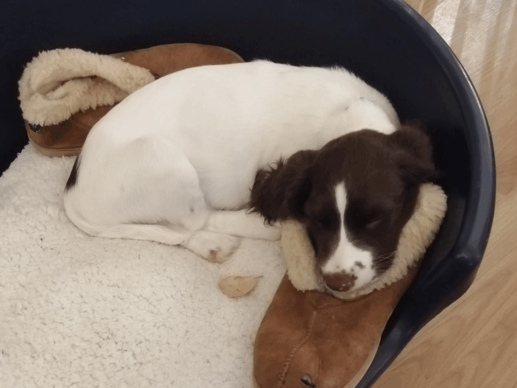 Police dog Red as a puppy curled up in her bed with a shoe