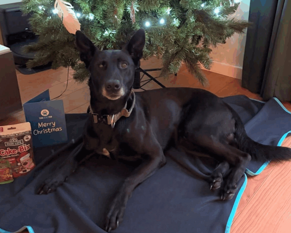 Retired police dog Chaos under the Christmas tree with free gifts from the Thin Blue Paw