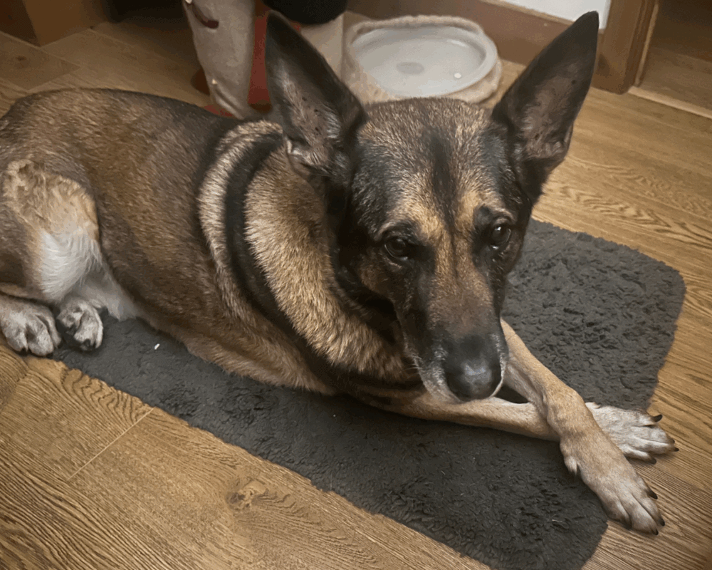 Retired police dog Chas laying on the floor