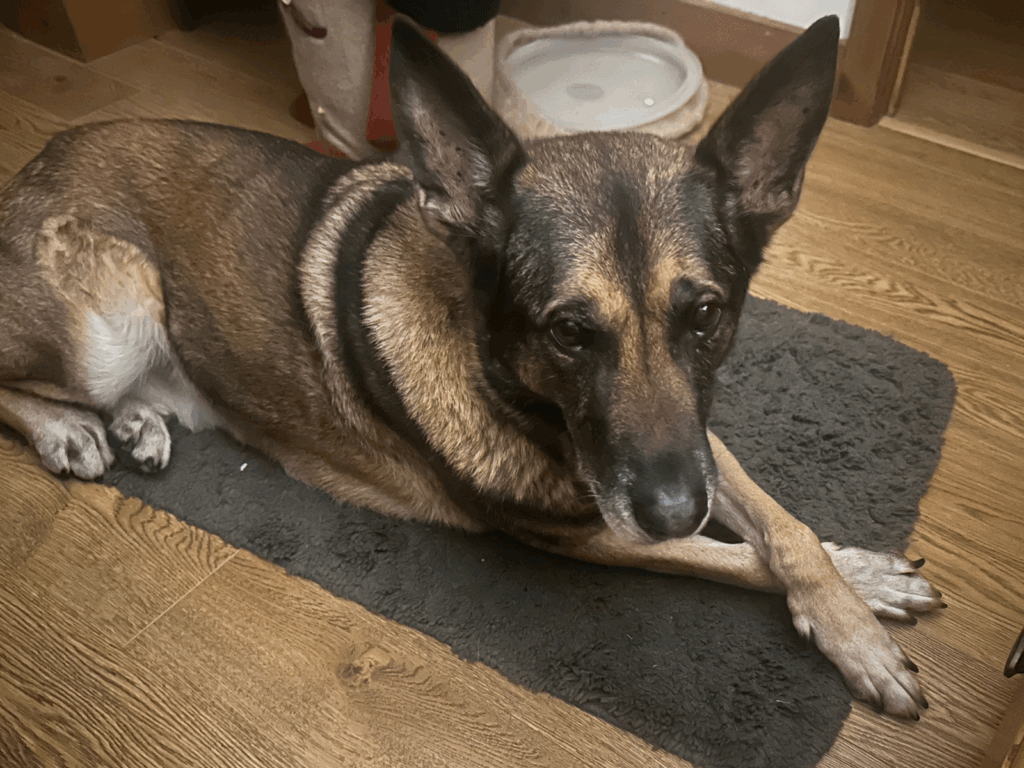 Retired police dog Chas laying on the floor