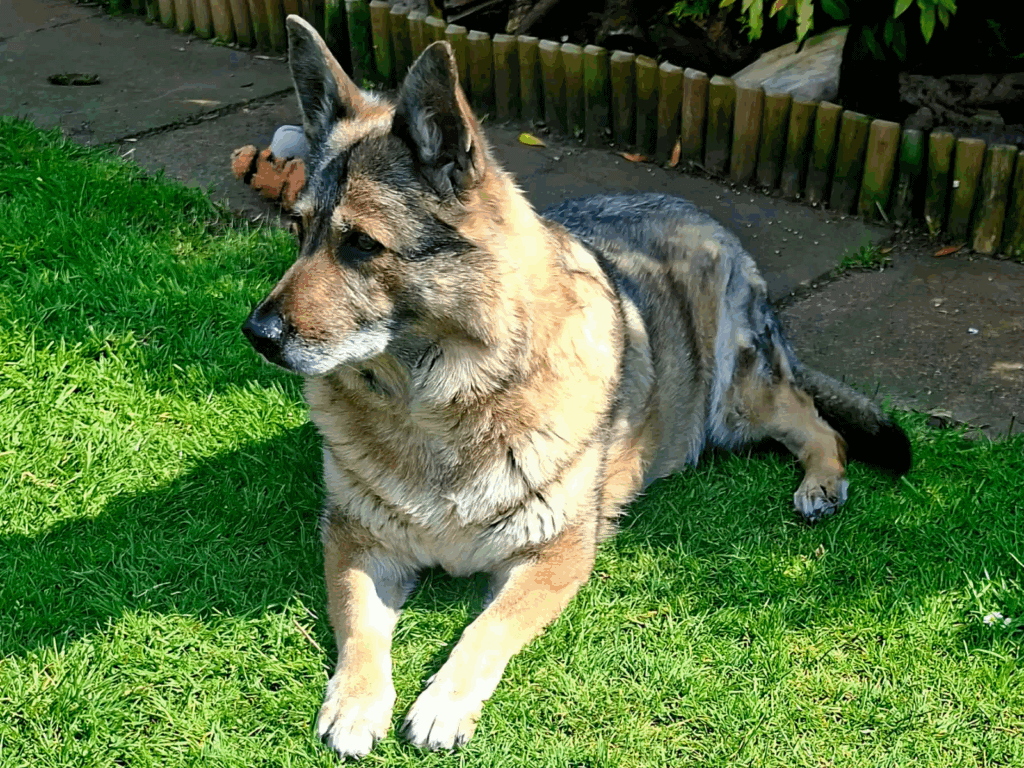 Retired police dog Mina lays in the garden
