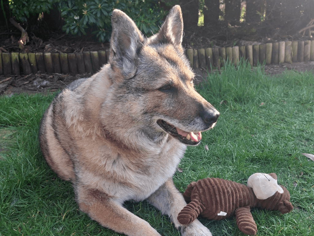 Retired police dog Mina