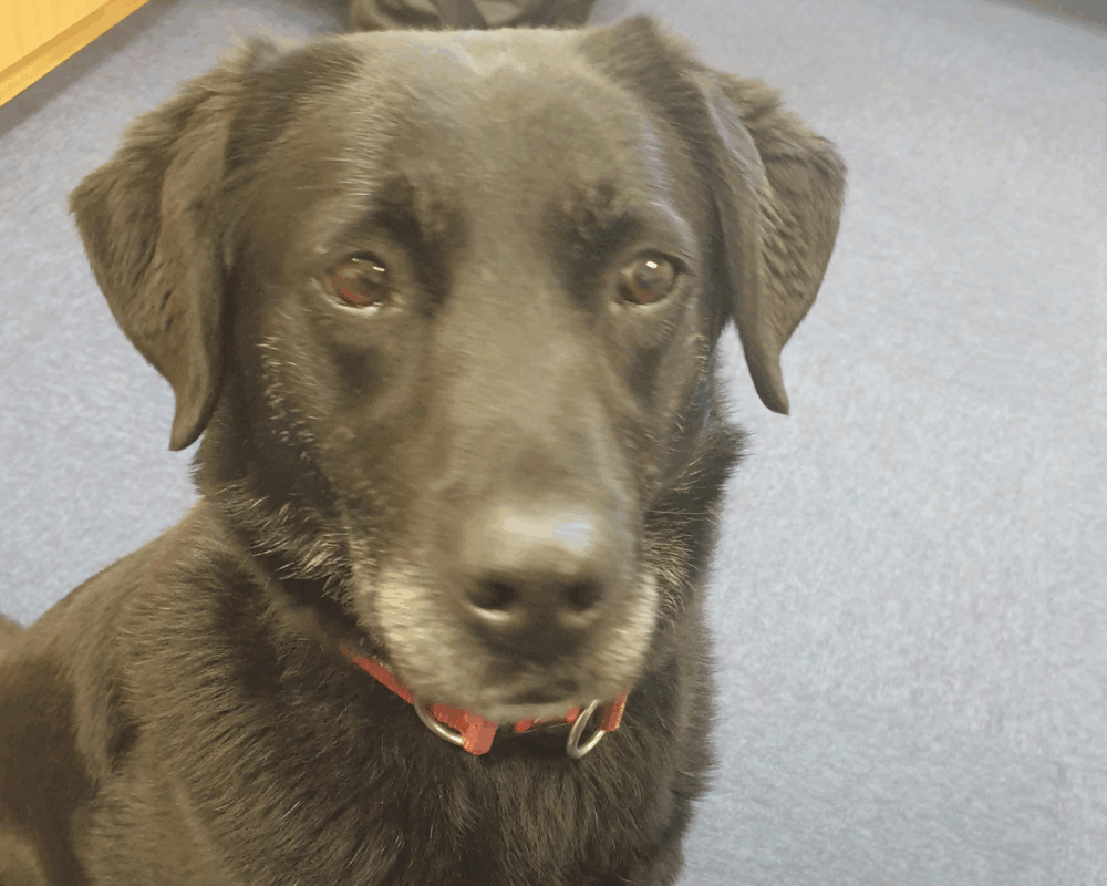 A close-up of RPD Carly