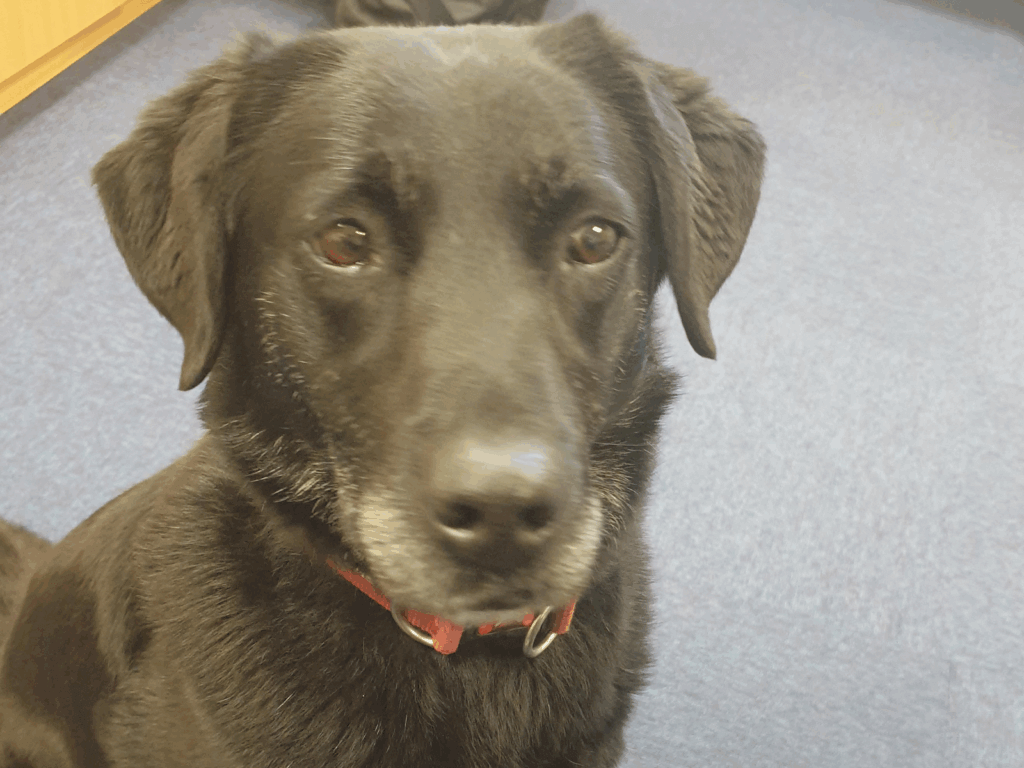 A close-up of RPD Carly