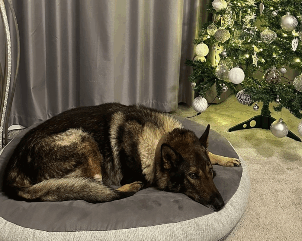 RPD Riley home in front of the Christmas tree