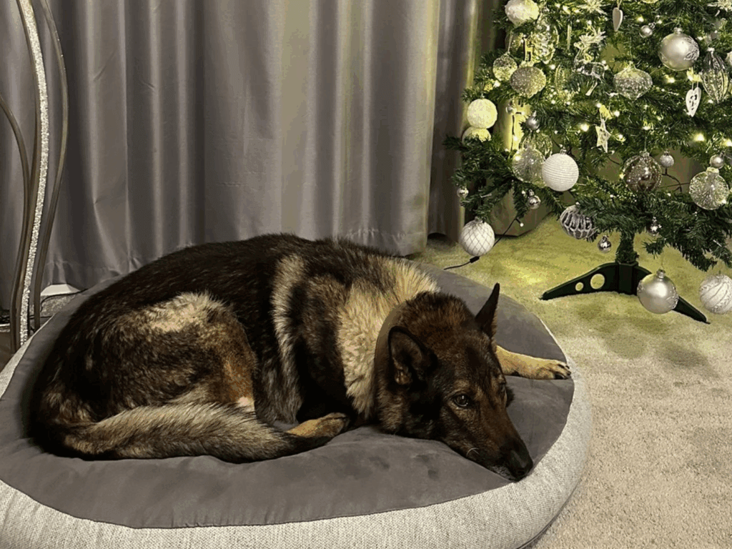 RPD Riley home in front of the Christmas tree