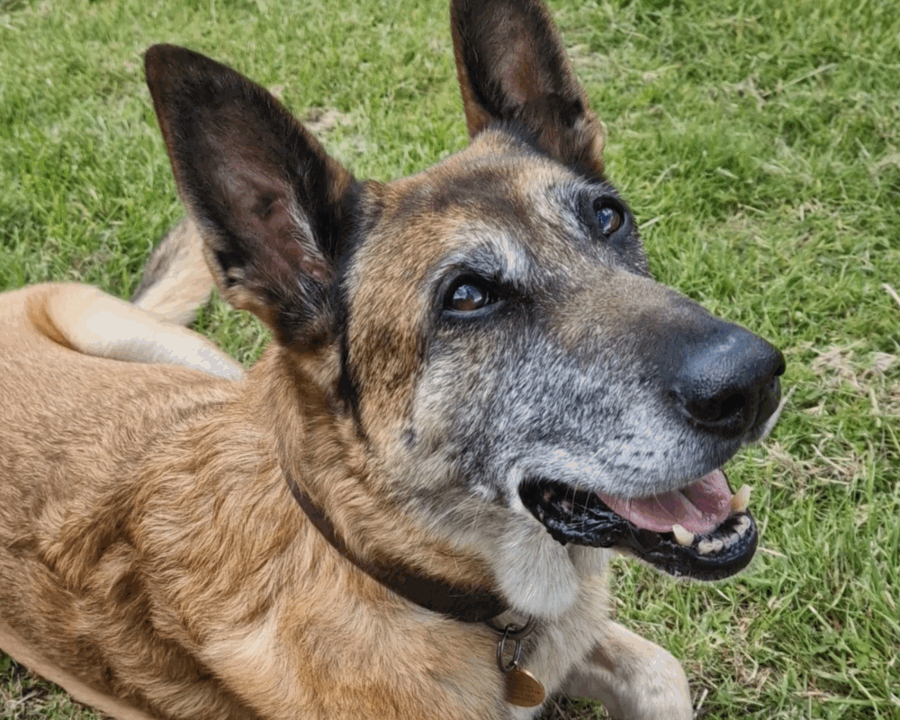 Retired police dog Tina