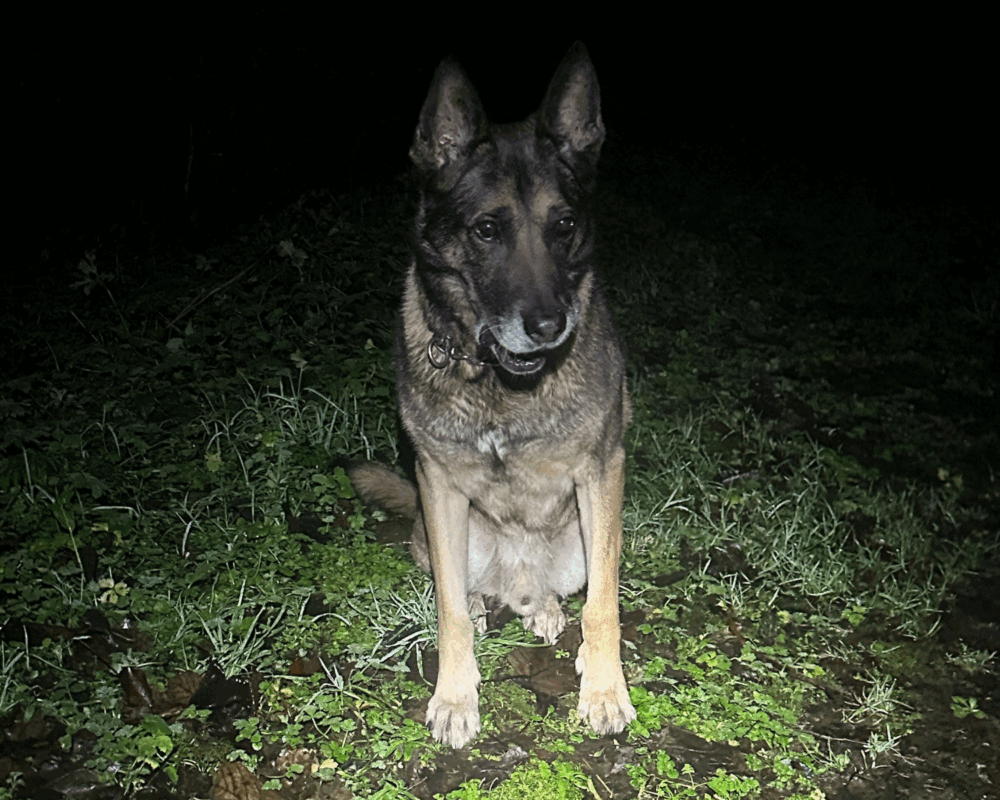 Retired police dog Chas in the dark