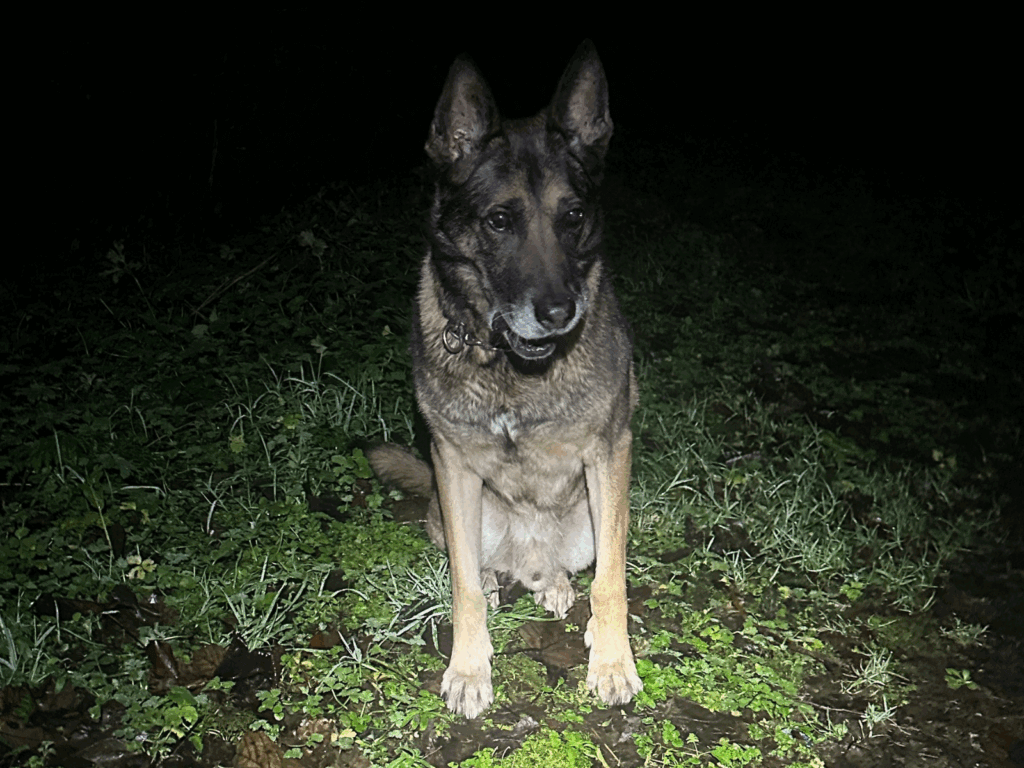 Retired police dog Chas in the dark
