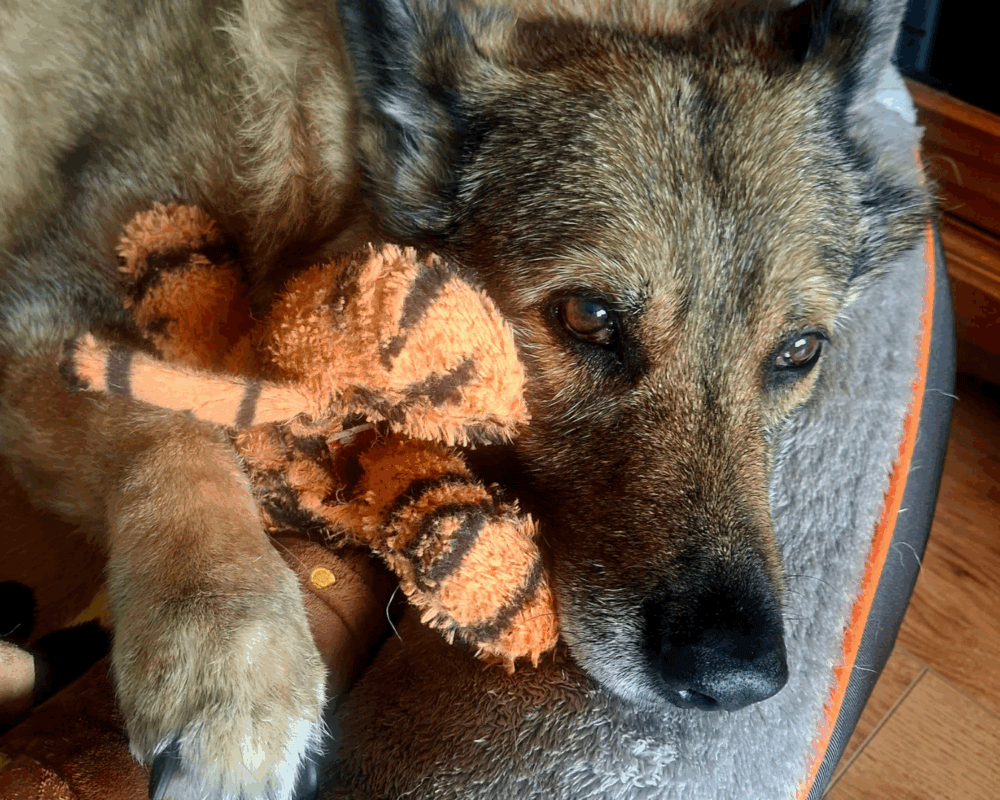 Retired police dog Mina snuggles with her toy