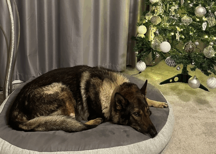 RPD Riley home in front of the Christmas tree