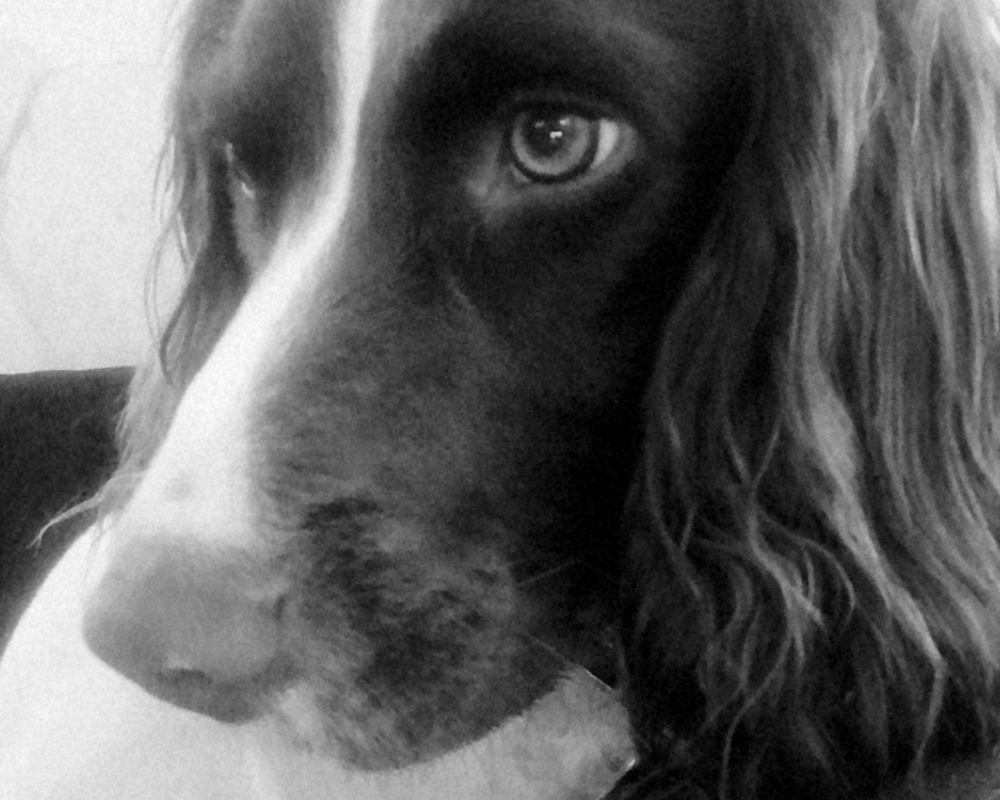 Retired police dog Red profile in black and white
