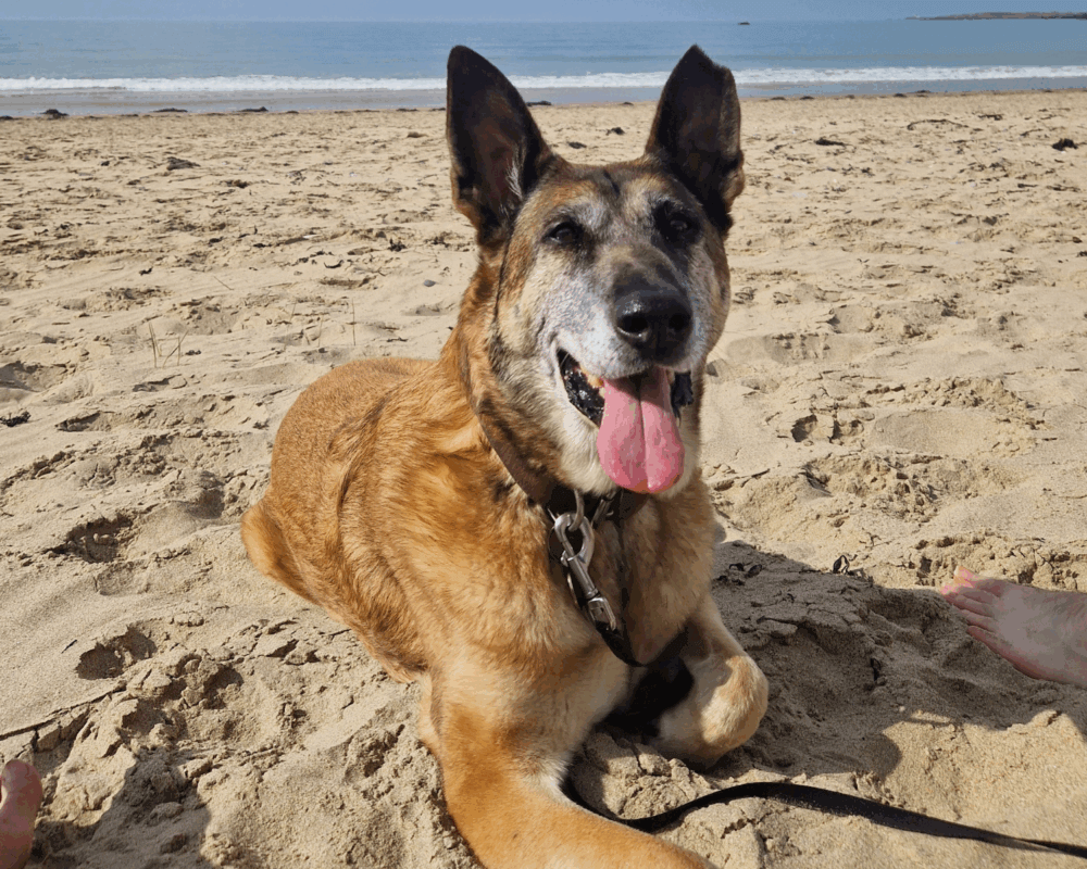 Retired police dog Tina at the beach