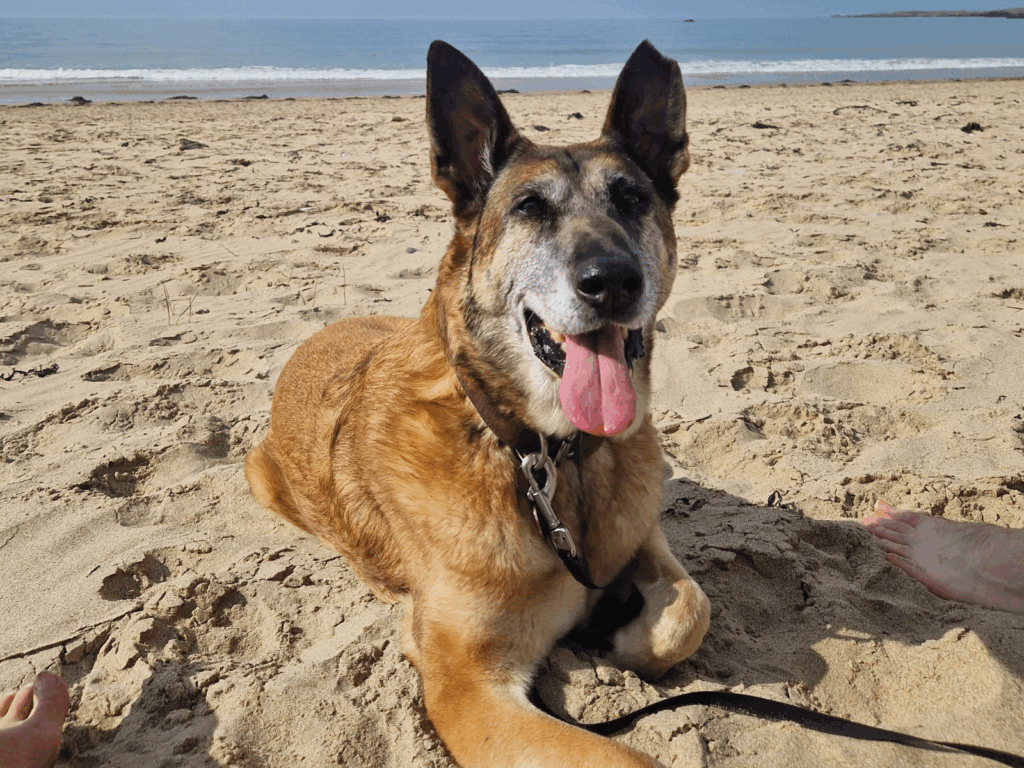 Retired police dog Tina at the beach