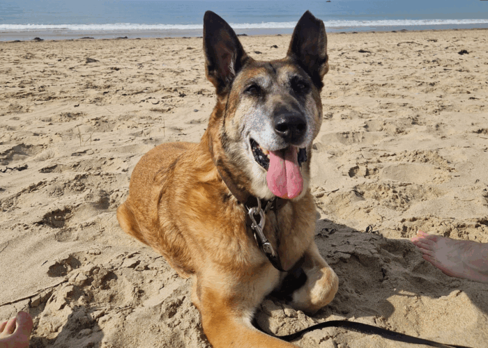 Retired police dog Tina at the beach