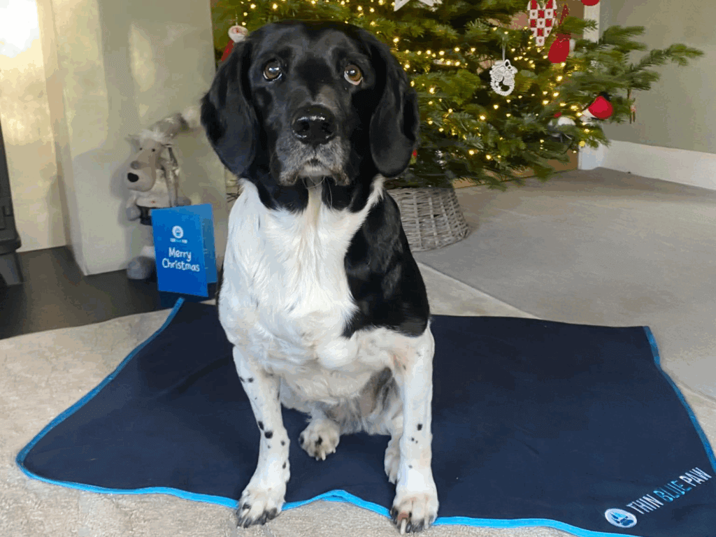 Retired police dog Meg with her Thin Blue Paw blanket