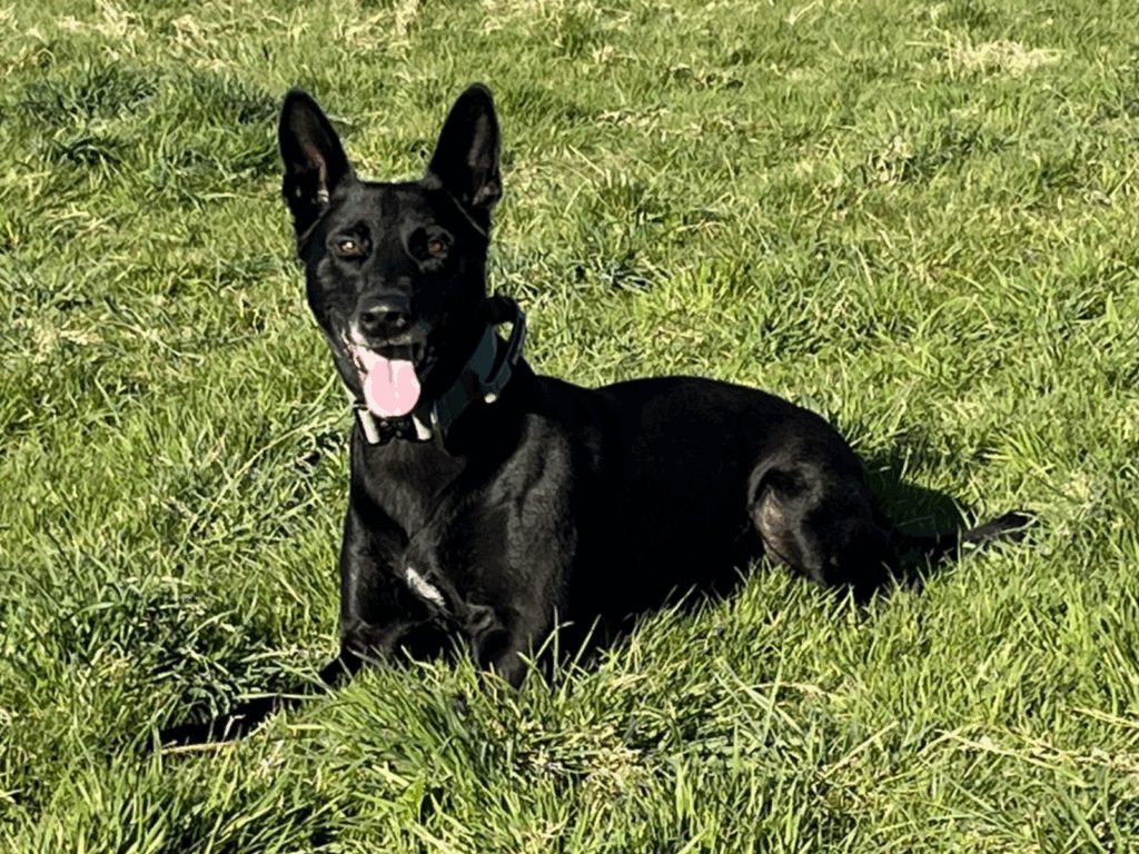 Retired police dog Chaos lays in the grass
