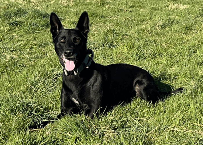 Retired police dog Chaos lays in the grass