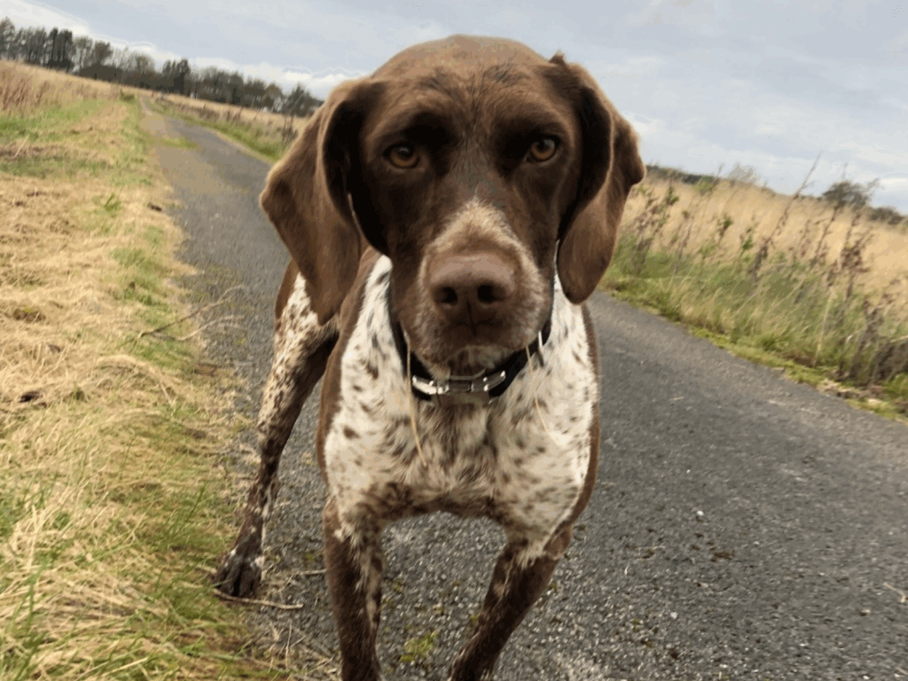 Retired police dog Polly on a walk