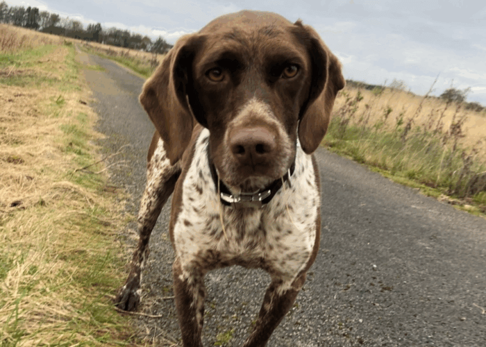 Retired police dog Polly on a walk