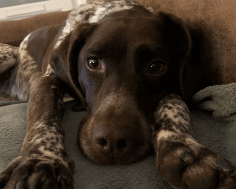 Retired police dog Polly relaxing on the sofa