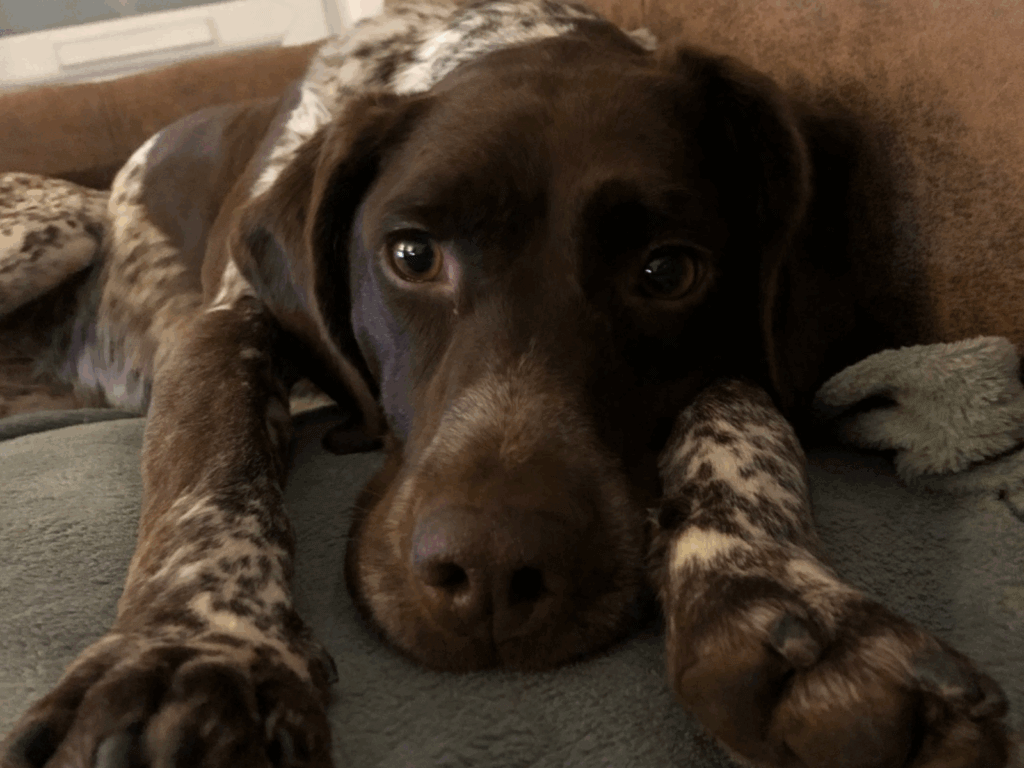 Retired police dog Polly relaxing on the sofa