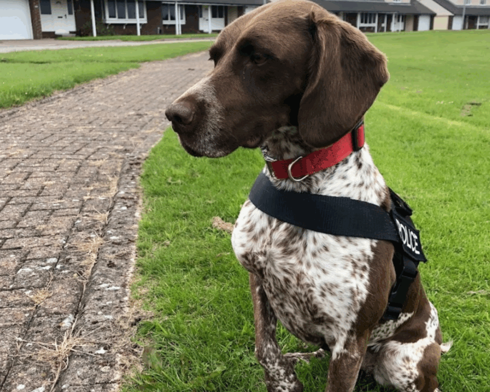 Police dog Polly is one of only a few German Shorthaired Pointers in the police
