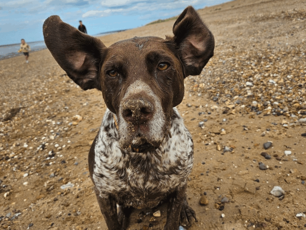 Retired police dog Polly feels the wind in her ears at the beach