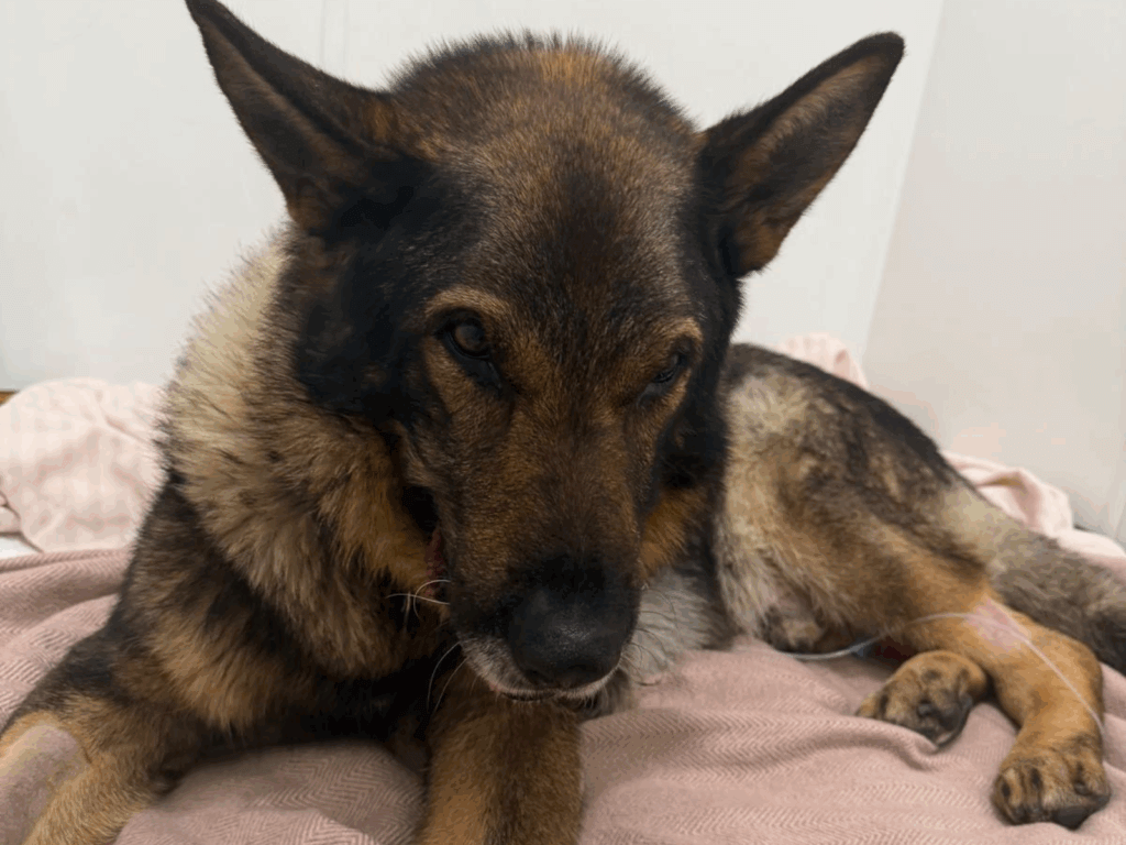 Retired police dog Riley sick at the vets