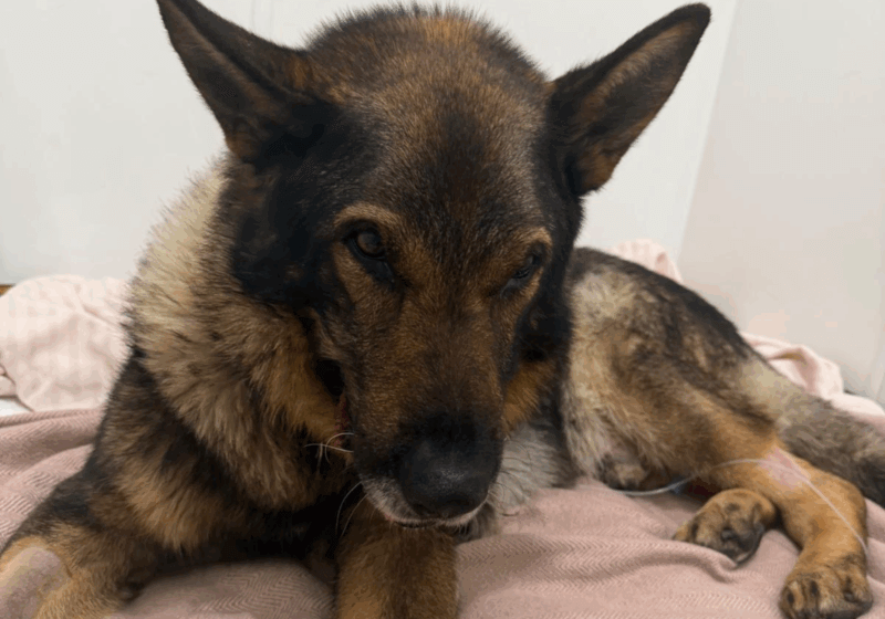 Retired police dog’s life saved after cut turns septic