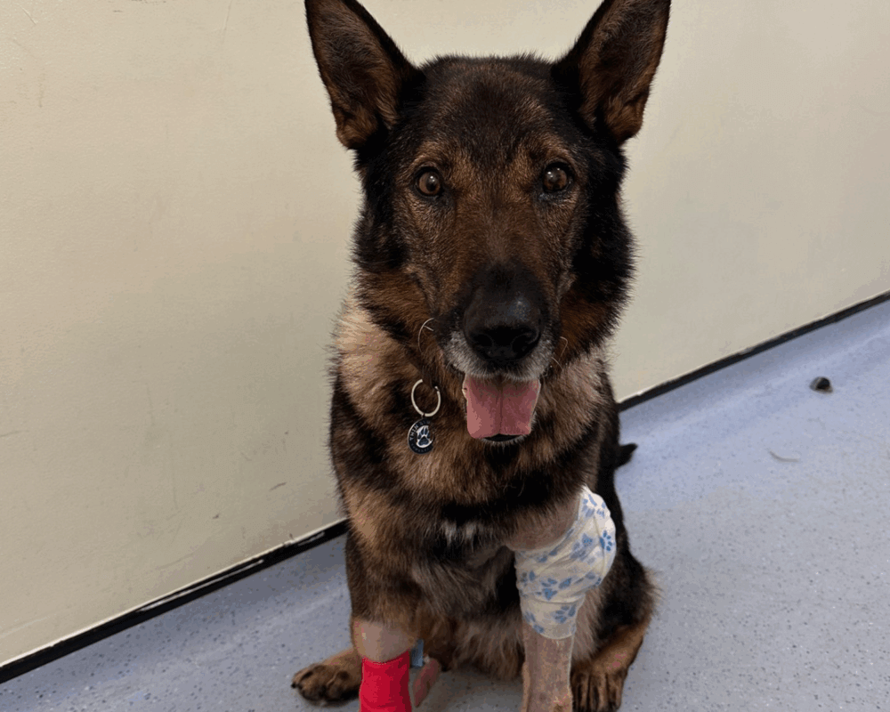 Retired police dog Riley on the mend