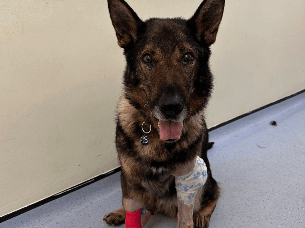 Retired police dog Riley on the mend