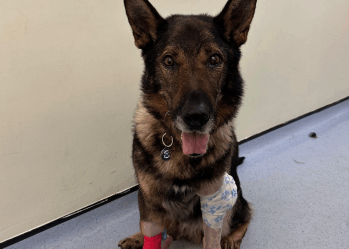 Retired police dog Riley on the mend