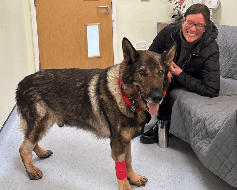 Retired police dog Riley at the vets