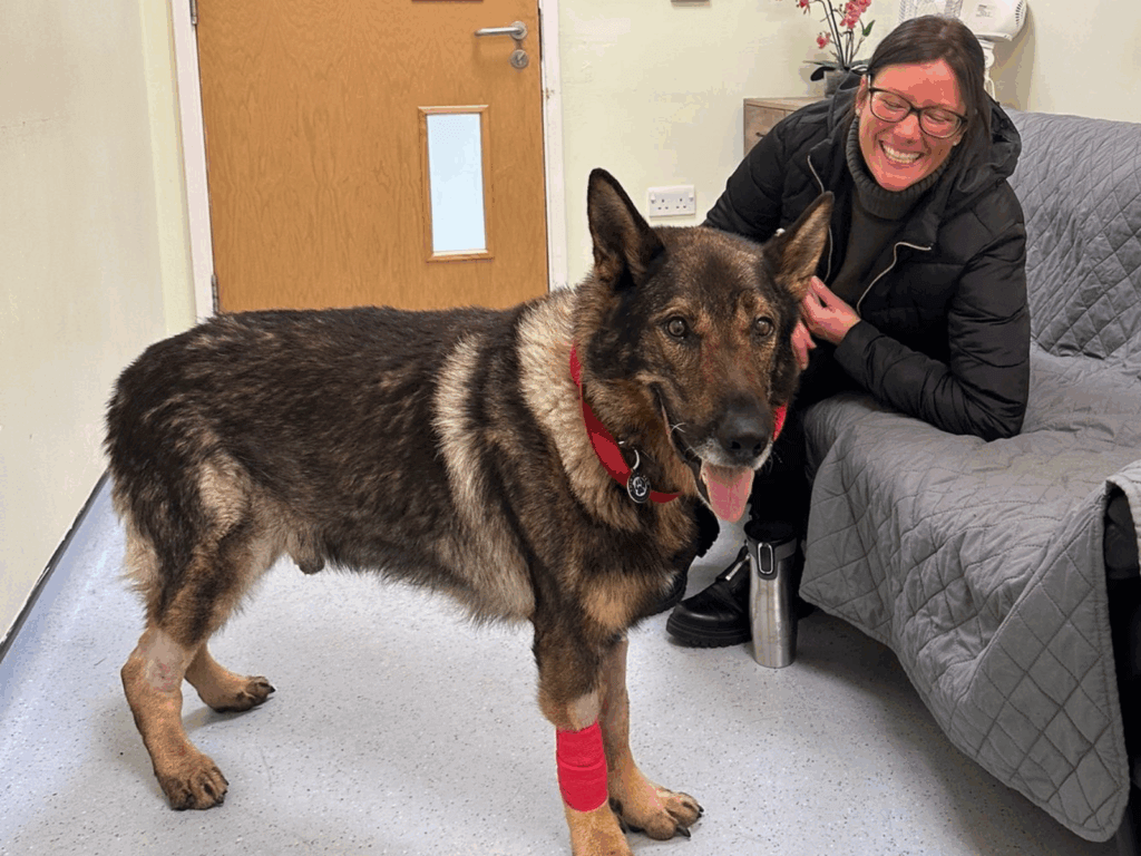 Retired police dog Riley at the vets