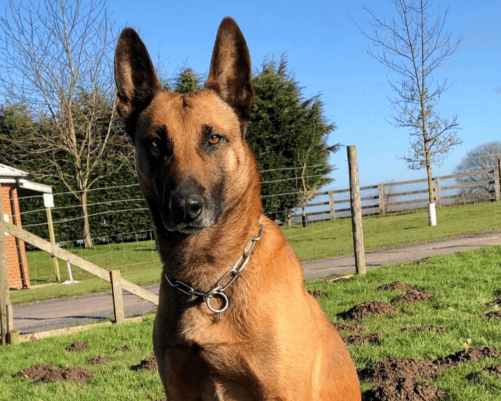 Retired police dog Buzz poses for the camera