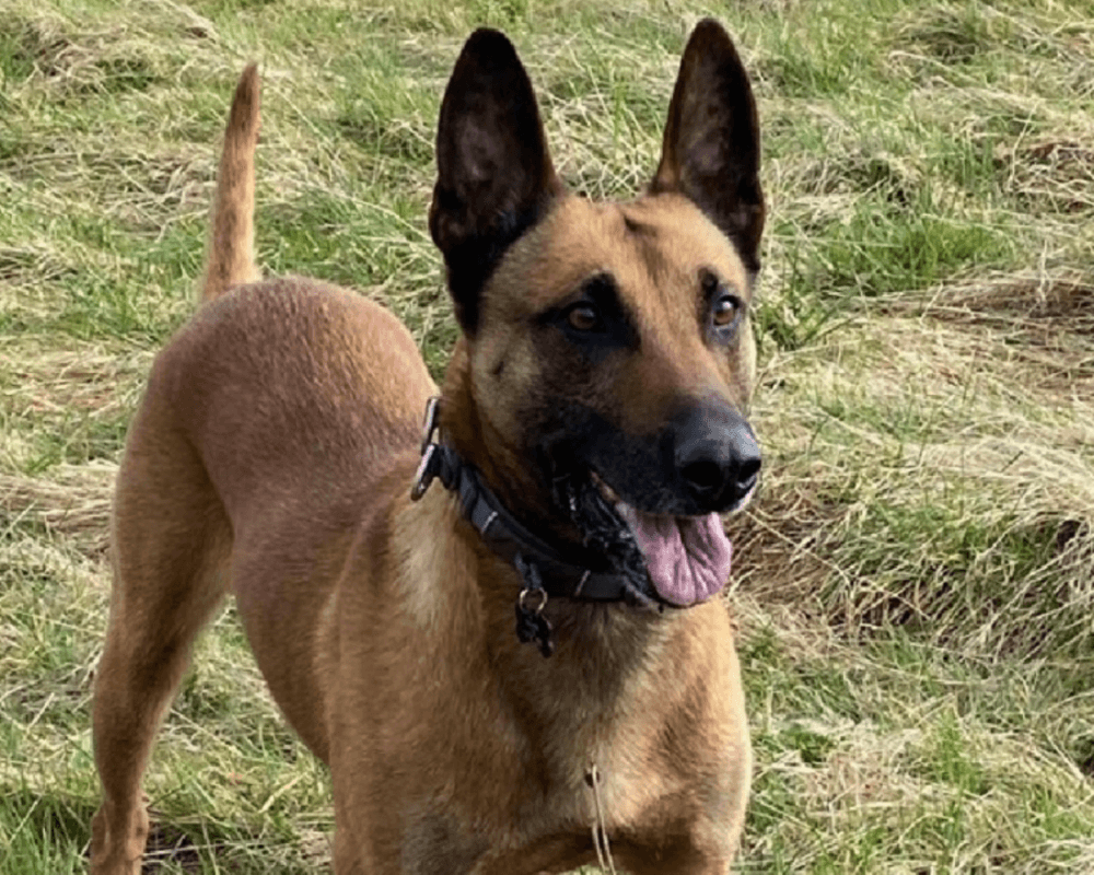 Retired police dog Buzz with his tongue out