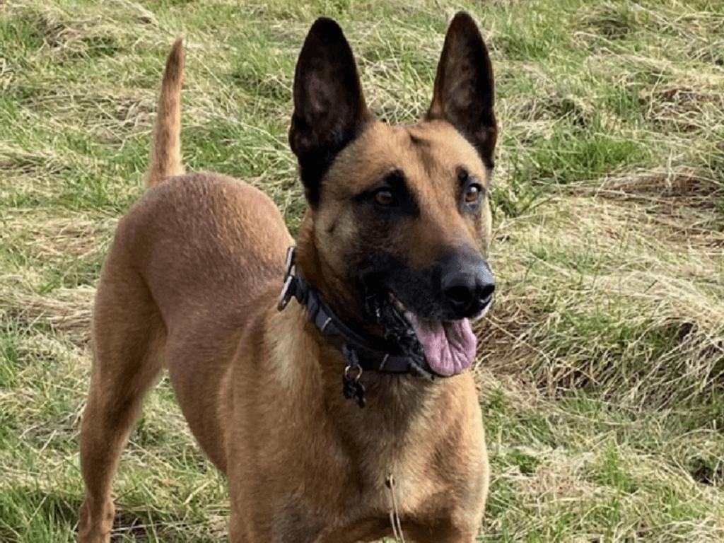 Retired police dog Buzz with his tongue out