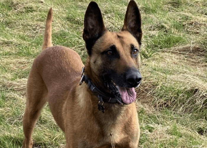 Retired police dog Buzz with his tongue out