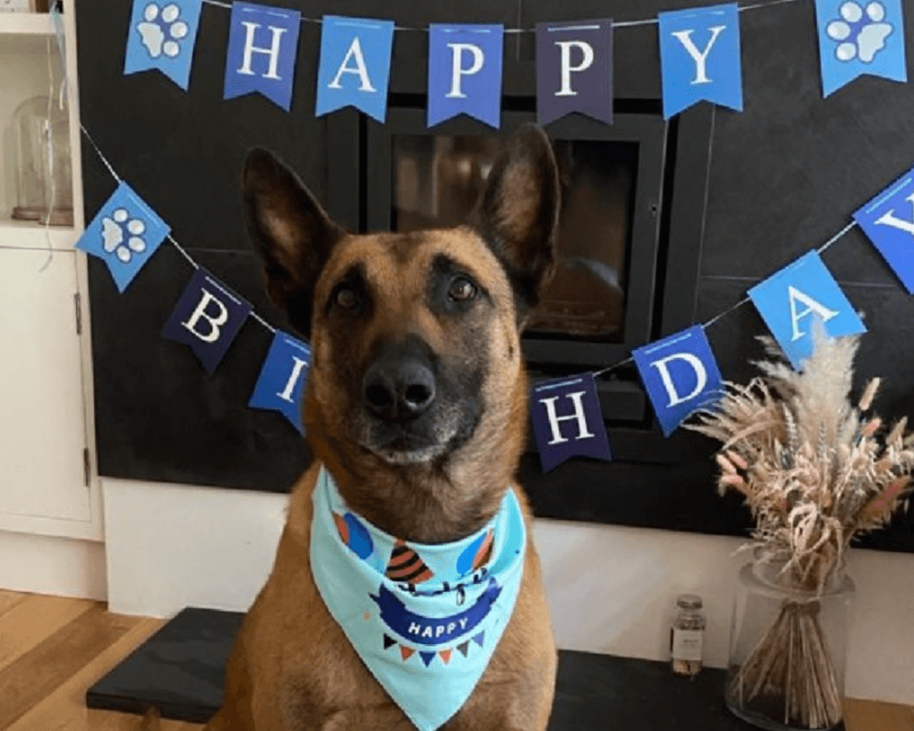 Retired police dog Buzz on his birthday
