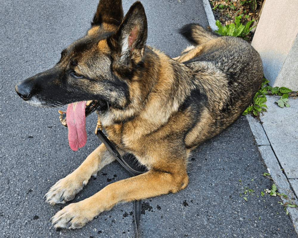 Retired police dog Lizi with her tongue out