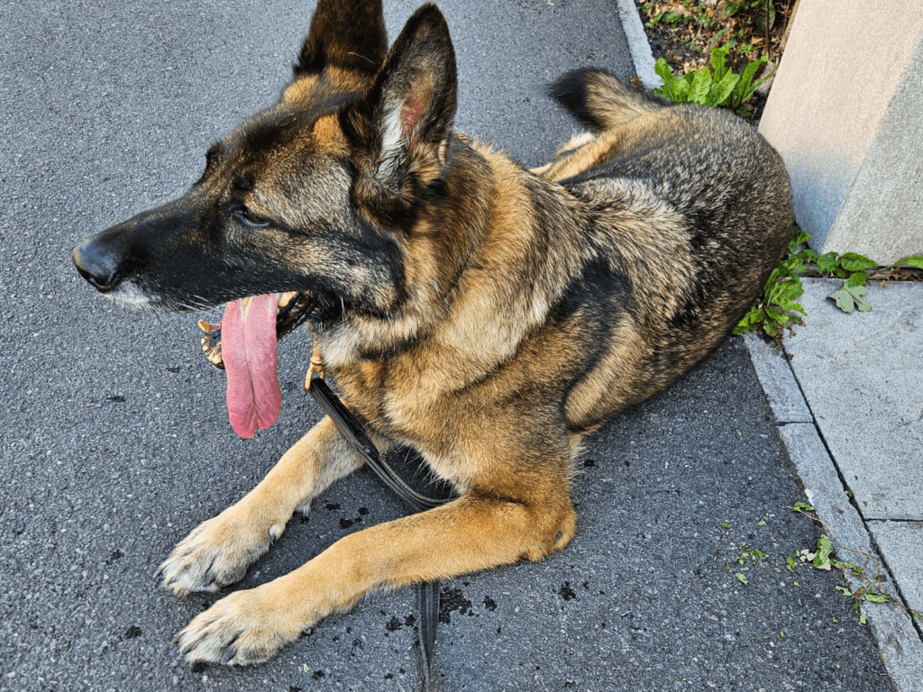 Retired police dog Lizi with her tongue out