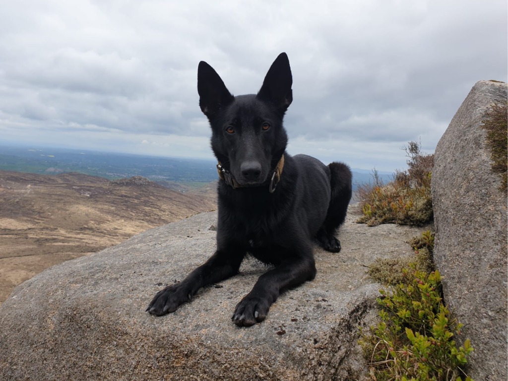 Retired police dog Izzy lays on a rock