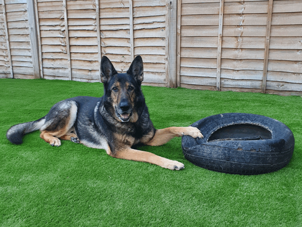 Retired police dog Mack with a tyre in the garden