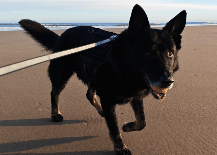 Retired police dog Kenai on a beach walk