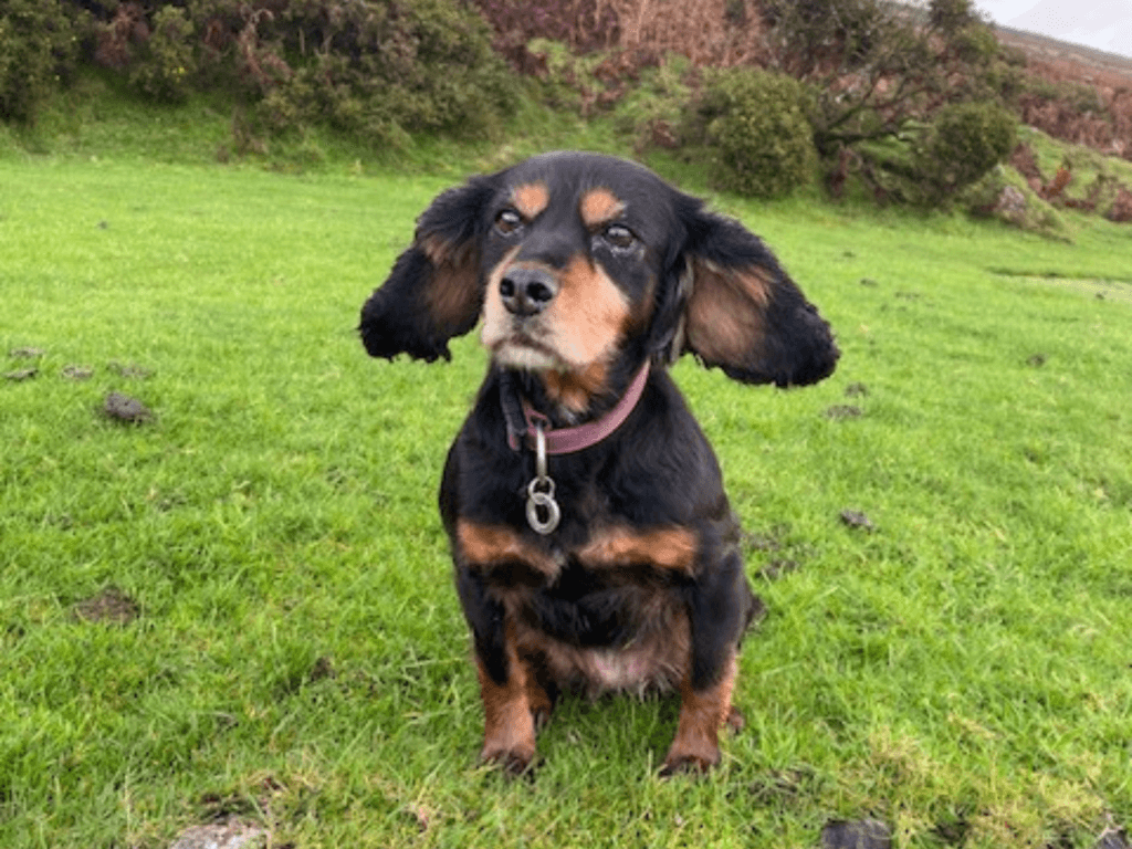 Retired police dog Mitzi's ears blow in the wind